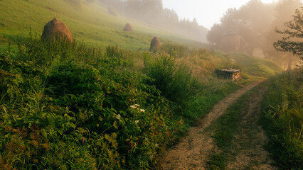 Atmospheric landscape photograph of lush green and golden undergrowth foliage featuring ferns and wild plants in a dense forest glade during a misty morning. Concept for botanical ecology, woodland fl © Vom Baty
