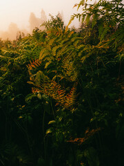 Atmospheric landscape photograph of lush green and golden undergrowth foliage featuring ferns and wild plants in a dense forest glade during a misty morning. Concept for botanical ecology, woodland fl © Vom Baty