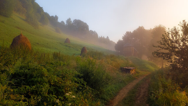 Atmospheric landscape photograph of lush green and golden undergrowth foliage featuring ferns and wild plants in a dense forest glade during a misty morning. Concept for botanical ecology, woodland fl