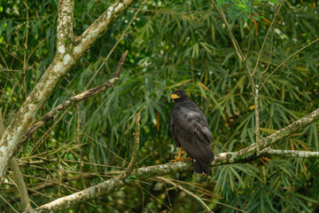 Fototapeta premium Common black hawk perched on tree branch in jungle