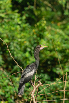 Anhinga bird perched on branch opening beak