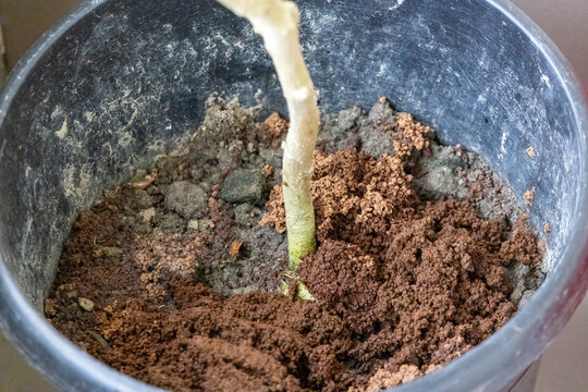 Used tea leaves added around stem base of potted plant in soil mixture. Natural organic waste material reused for soil enrichment and plant care routine.