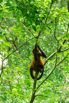 Spider monkey climbing tree in lush rainforest jungle