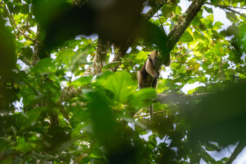Naklejka premium Northern tamandua climbing tree in tropical forest canopy