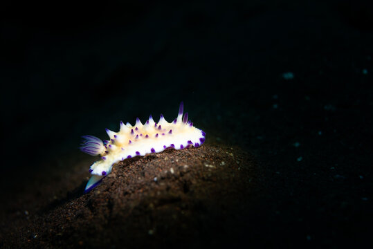 Underwater Macro image of a colorful beautiful nudibranch a dark background 