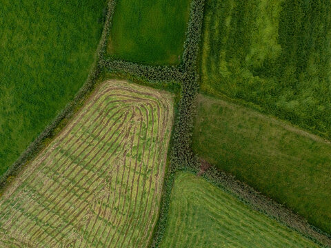 Aerial view of lush green agricultural fields with distinct hedgerows and patterns of mown grass in Ginetes, Azores, Portugal.