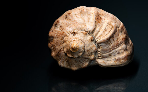 A close-up view of a spiraled, ridged seashell with a beige and brown mottled surface. The shell is positioned centrally against a dark, reflective background with lighting from the top right.