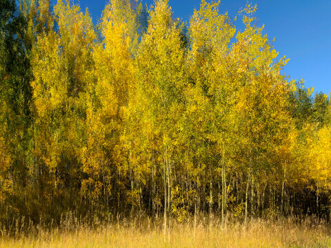 impressionistic effect from multiple exposure, tall aspen trees ain bright sunshine