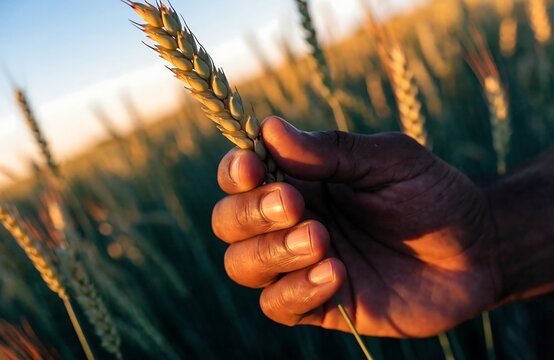 Close up hand holding ripe golden wheat ear in sunny field
