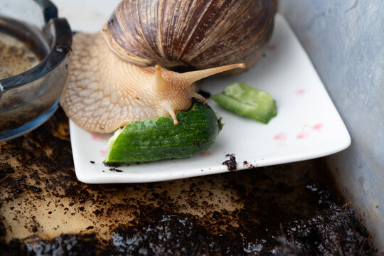 Big snail achatina pet. Animal at home. Eating cucumber veggies food