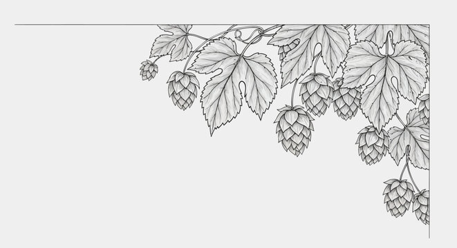 Vintage hop branch corner border, hand drawn botanical hops illustration, black and white beer ingredient vector art