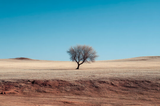 Solitary tree standing in vast empty landscape under clear sky