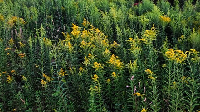 The Canadian goldenrod has taken over the field and displaced all other plants. Yellow flowers in bloom. Invasive species. Solidago gigantea. Ecosystem disruption. Environmental problem. 4K footage.