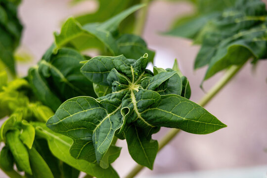 Young papaya plant leaves affected by severe Papaya Leaf Curl Disease. Green leaves wrinkled curled and deformed due to viral infection on agricultural farm.