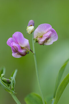 Pink Bitter vetch flowers on green background
