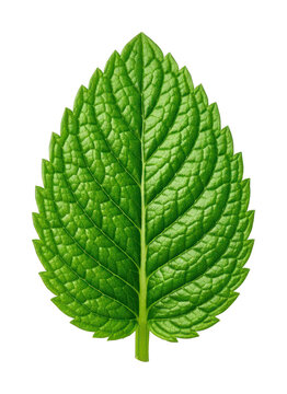 PNG Vibrant green leaf isolated on transparent background.