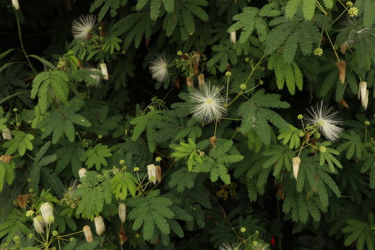 Lush calliandra plant with fresh green leaves and blooming white flowers. Suitable for nature-themed content backdrop or background. 
