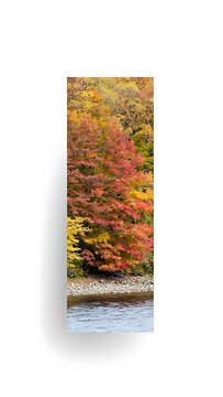 Autumn forest foliage vertical close-up view.