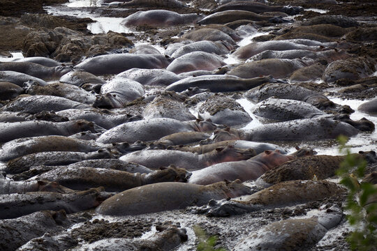 Dense Bloat of Hippos Packed Together in Muddy River Pool in Serengeti Tanzania