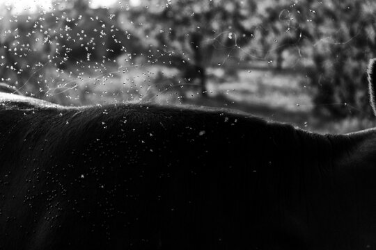 Swarm of flies buzzing around a cow's back in a summer pasture in black and white