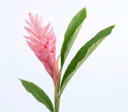Fresh torch ginger flower or Kecombrang