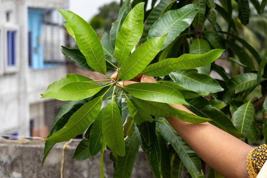 Fresh green mango leaves cluster held by human hand on tree branch. Healthy mango tree foliage growing in outdoor rooftop agriculture setup.
