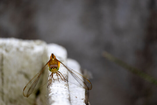 Golden yellow dragonfly perched on edge with spread transparent wings facing front. Detailed insect wildlife perching in outdoor environment.