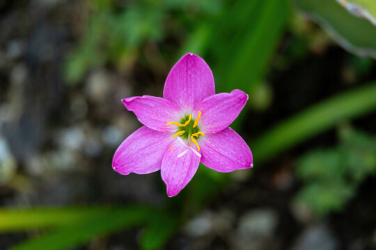 Beautiful pink rain lily flower blooming outdoors with yellow stamens. Fresh zephyranthes rosea blossom growing in natural garden backdrop.
