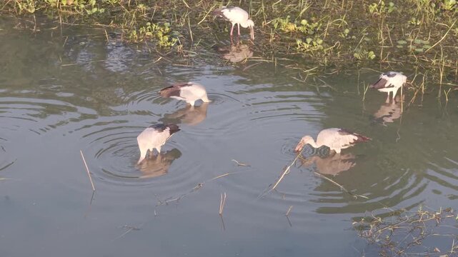 storks in the water