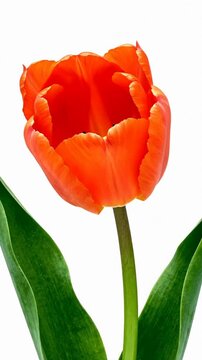 Vibrant red and orange flower blossom isolated on white background, perfect for floral design, beauty products, or botanical illustration, showcasing natural color and delicate petals