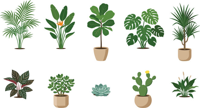 Tropical houseplant and succulent vector collection featuring monstera palm bird of paradise cactus and jade plant for modern interior decor