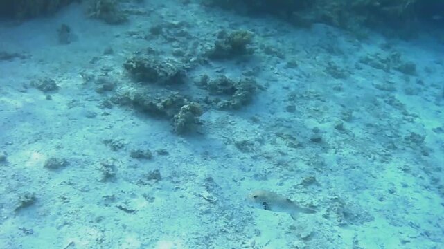 Two starry pufferfish swimming together over coral reef, Las Cabanas, Marsa Alam, Red Sea, Egypt
