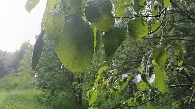 Close up of alder tree foliage glistening with water droplets after rain