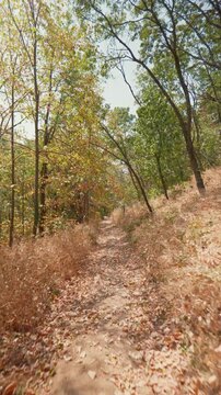Vertical forest walk on a sunny autumn day, captured in 4K.