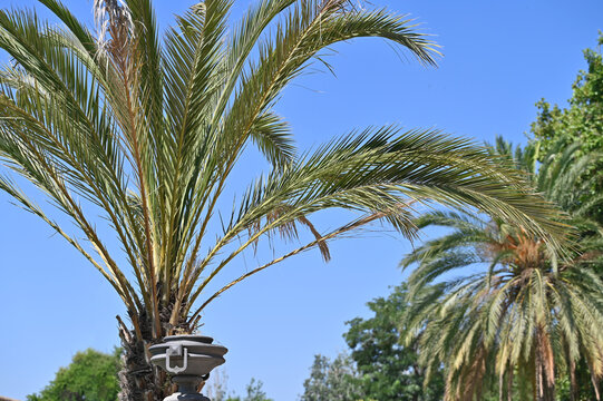 Palm	
