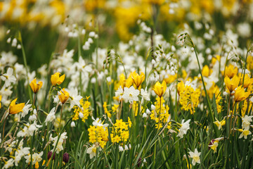 Fototapeta premium Mixed spring bulb meadow with yellow botanical tulips, white narcissus, leucojum snowflakes, and fritillary, naturalistic garden planting