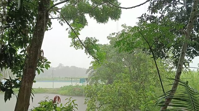 Tropical rain falling on lush green jungle trees. Heavy monsoon rainfall in exotic forest. Wet rainy season weather in nature landscape.