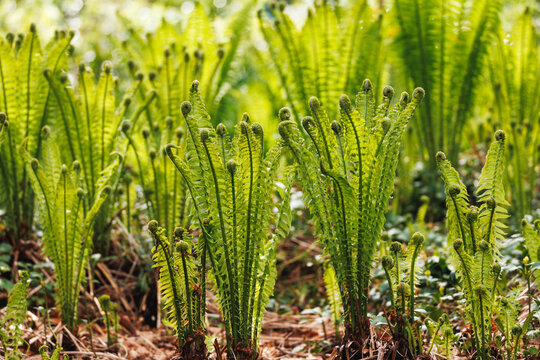 Dense colony of fern fiddleheads unfurling in woodland setting, tightly coiled croziers and partially opened fronds, brown leaf litter, botanical nature photography