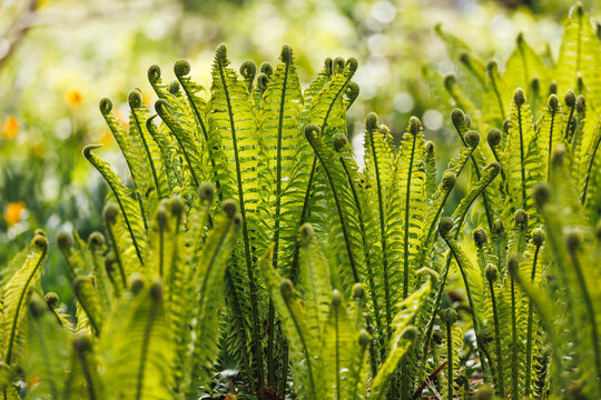 Fern fiddleheads unfurling in warm spring light, lime green spiraling fronds against yellow bokeh daffodil background, vibrant spring garden botanical photography