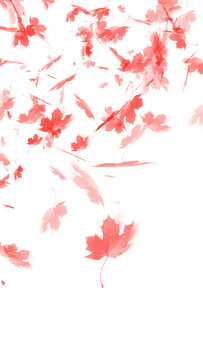 vibrant, red color, leaf shapes, scattered, delicate Falling red maple leaves isolated on transparent background for autumn design projects