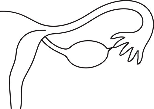 Simple line drawing of male reproductive system with testicles and penis