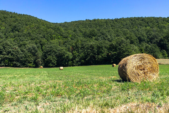 View of meadow in Colfiorito