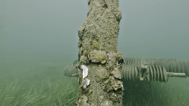 Rows of oyster spat collecting cups stand beside a biofouled wooden post and eelgrass in the shallow waters of Arcachon Bay near Cap Ferret, France.