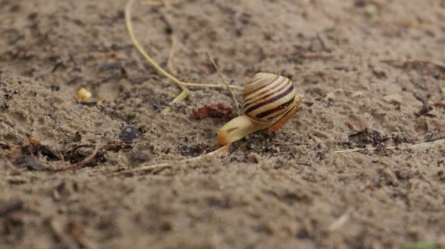 A striped land snail moves slowly over dry sandy ground, showing its textured shell and extended tentacles. Concept of patience, slow progress, nature exploration, and persistent movement.