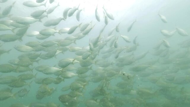 A dense school of salema or dreamfish - Sarpa salpa - swims through coastal water near Cap Ferret in Arcachon Bay, France.