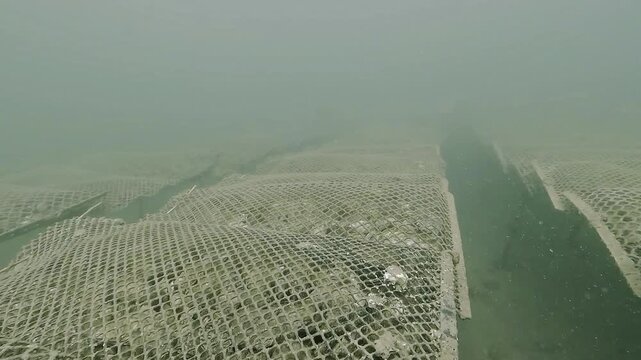 Underwater tracking view of fish moving above rows of cultivated oyster bags installed on farming racks in turbid tidal water.