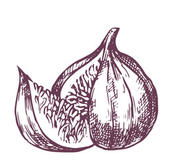 figs, vintage illustration in sketch style. hand drawing © Tatiana