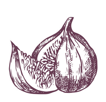 figs, vintage illustration in sketch style. hand drawing