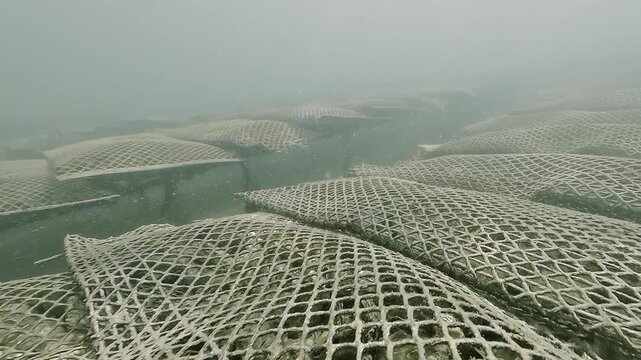 The camera advances above rows of submerged oyster bags used to mature Pacific oysters on a shellfish farm in the tidal waters of Arcachon Bay.