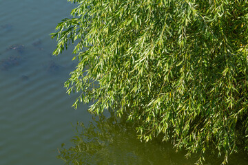 Lush green willow branches gracefully hang over serene water on a sunny afternoon © beholdereye